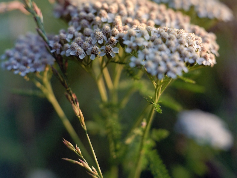 Common Yarrow in flower